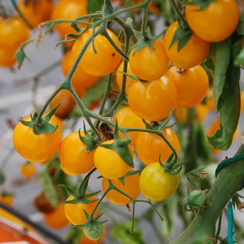 6x Tomato Seed Assortment