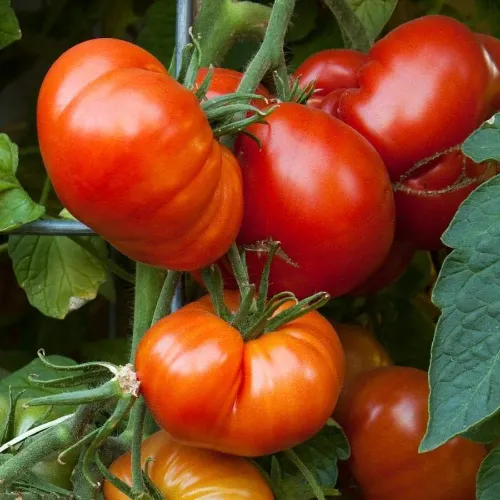 6x Tomato Seed Assortment
