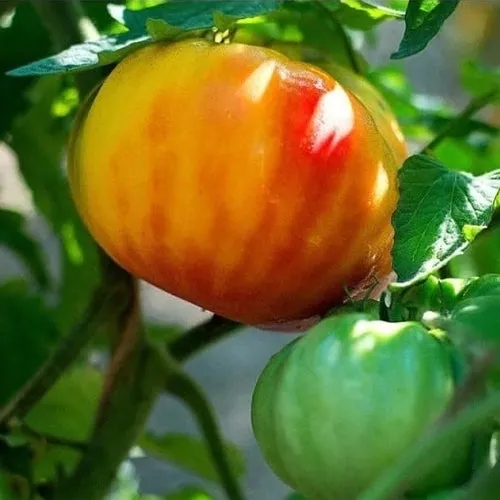 6x Tomato Seed Assortment