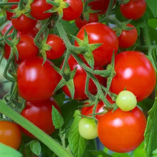 6x Tomato Seed Assortment