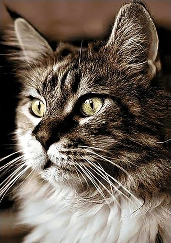 Cat at Home CS212 7.9 x 11.8 inches Crafting Spark Diamond Painting Kit